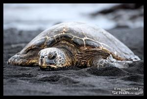 EISWUERFELIMSCHUH - Hawaii Big Island Black Beach Coconuts Turtle (73)