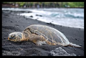EISWUERFELIMSCHUH - Hawaii Big Island Black Beach Coconuts Turtle (80)