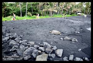EISWUERFELIMSCHUH - Hawaii Big Island Black Beach Coconuts Turtle (70)