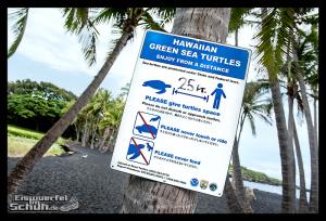 EISWUERFELIMSCHUH - Hawaii Big Island Black Beach Coconuts Turtle (52)