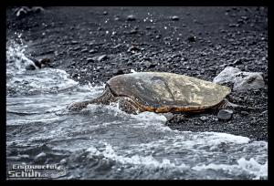 EISWUERFELIMSCHUH - Hawaii Big Island Black Beach Coconuts Turtle (96)