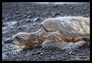 EISWUERFELIMSCHUH - Hawaii Big Island Black Beach Coconuts Turtle (91)