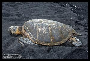 EISWUERFELIMSCHUH - Hawaii Big Island Black Beach Coconuts Turtle (83)