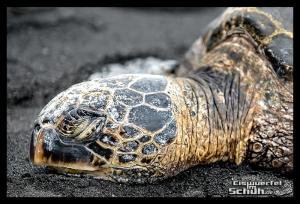 EISWUERFELIMSCHUH - Hawaii Big Island Black Beach Coconuts Turtle (86)