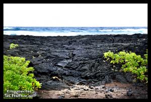 EISWUERFELIMSCHUH - Hawaii Big Island Black Beach Coconuts Turtle (39)