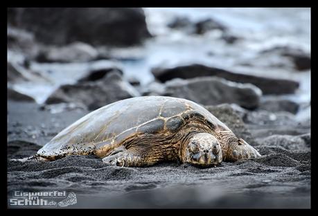 EISWUERFELIMSCHUH - Hawaii Big Island Black Beach Coconuts Turtle (89)