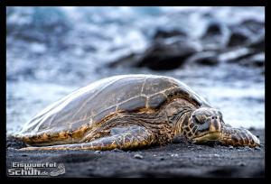 EISWUERFELIMSCHUH - Hawaii Big Island Black Beach Coconuts Turtle (76)