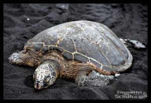 EISWUERFELIMSCHUH - Hawaii Big Island Black Beach Coconuts Turtle (82)