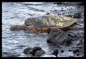 EISWUERFELIMSCHUH - Hawaii Big Island Black Beach Coconuts Turtle (98)