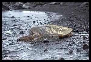 EISWUERFELIMSCHUH - Hawaii Big Island Black Beach Coconuts Turtle (92)