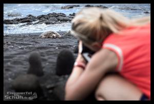 EISWUERFELIMSCHUH - Hawaii Big Island Black Beach Coconuts Turtle (84)