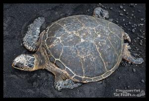 EISWUERFELIMSCHUH - Hawaii Big Island Black Beach Coconuts Turtle (71)