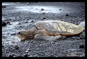EISWUERFELIMSCHUH - Hawaii Big Island Black Beach Coconuts Turtle (90)