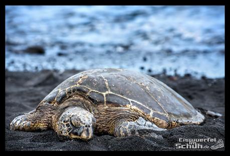 EISWUERFELIMSCHUH - Hawaii Big Island Black Beach Coconuts Turtle (78)