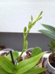 Dendrobium Phalaenopsis in Blüte