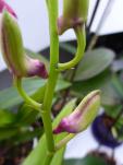 Dendrobium Phalaenopsis in Blüte