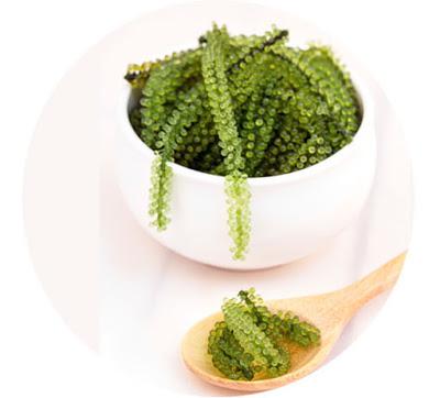 New - Judith Williams  - Botanical Caviar - Pflegeserie