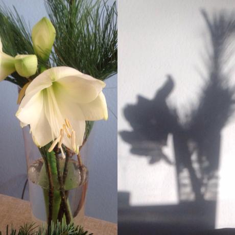 Friday – Flowerday – oder – Eine Amaryllis in Licht und Schatten