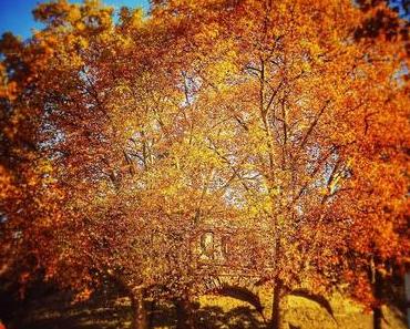 Herbstbaum