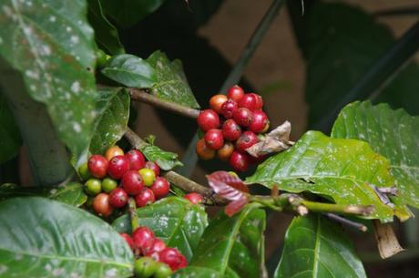 Bali und der teuerste Kaffee der Welt-Der Besuch einer Kaffeeplantage