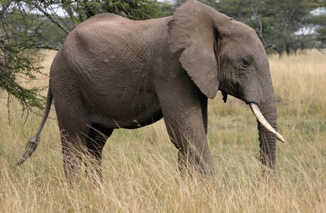 Die Unschuld der Elefanten: 