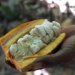 Kakao-Madagaskar