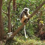 Lemur-Madagaskar