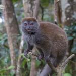 Brauner-Lemur-Madagaskar