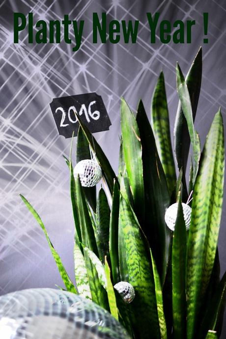 Urban Jungle Bloggers: Planty Wishes for 2016