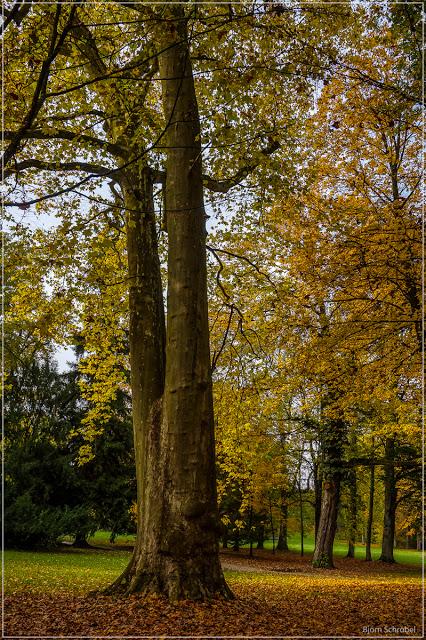 Herbst im Park Schönbusch | Folge 3 (3)