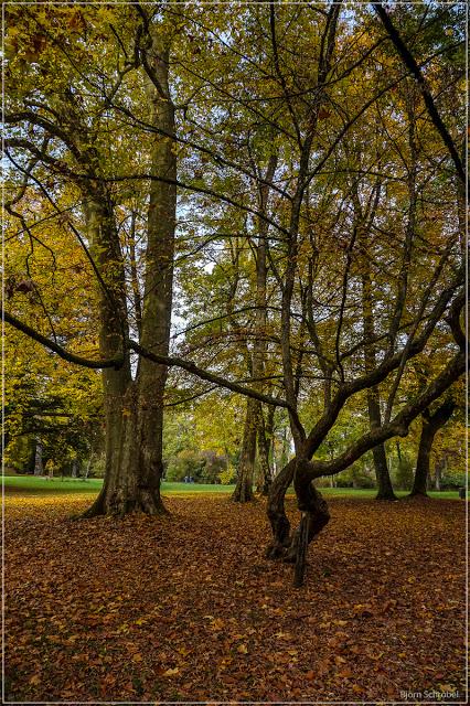 Herbst im Park Schönbusch | Folge 3 (3)