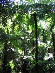 Yerbabuena-Shop fördert Schutz des Atlantischen Regenwalds