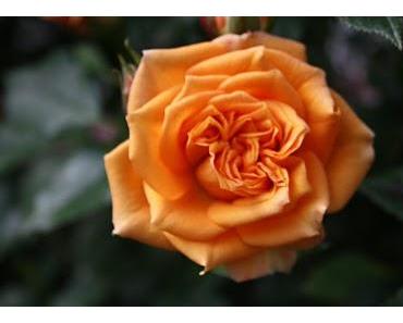 Zuhören ist eine ganz wertvolle Eigenschaft