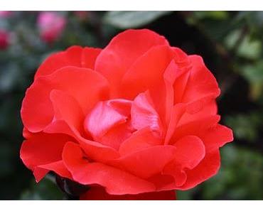 Hab die Menschen gern, so wie sie sind.