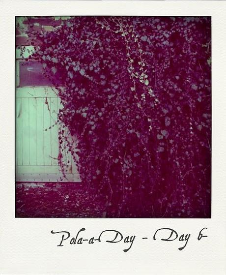 Pola - a - Day 6