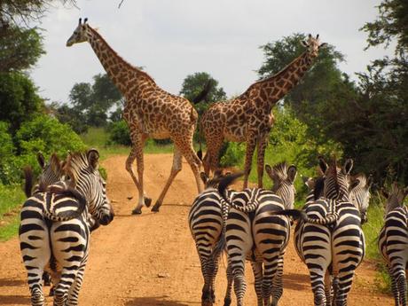 Sambia (Zambia) – Reise und Safari im südlichen Afrika