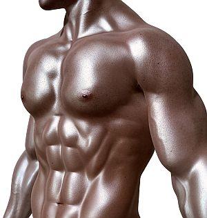 Abbildung: Muskulöser Oberkörper