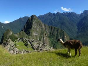 Lama vor Machu Picchu