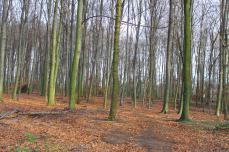 Der Winter im Herbstpelz – ein Bildbeitrag