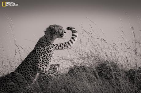 In Masai Mara, the cubs of the famous cheetah called Malaika became young enough to start hunting. They moved from one hill to another scanning the lands. Here, they seemed to change shifts as one cheetah leaves the hill while the other takes her place.