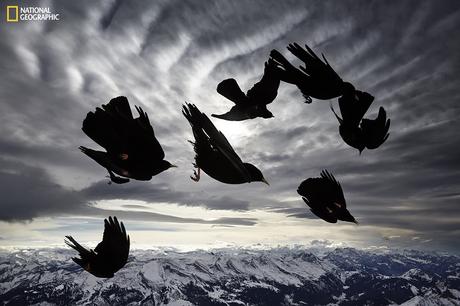 A flocks of Alpine choughs (Pyrrhocorax graculus), mountain-dwelling birds, performs acrobatic displays in the air. I was able, during a windy day, to immortalize their impressive flight skills.