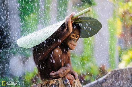 I was taking pictures of some Orangutans in Bali and then it started to rain. Just before I put my camera away, I saw this Orangutan took a taro leaf and put it on top on his head to protect himself from the rain! I immediately used my DSLR and telephoto lens to preserve this spontaneous magic moment.