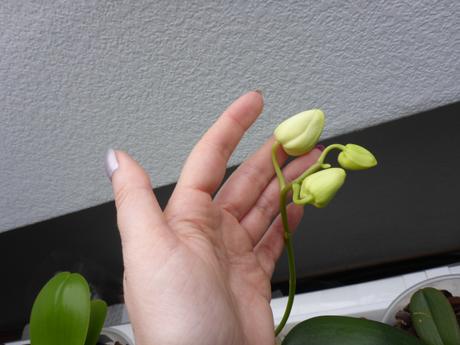 Phalaenopsis Blütenknospen