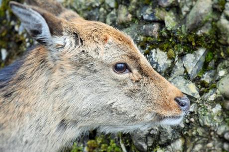 Tierpark Goldau: Eintauchen in eine fabelhafte Natur- und Tierwelt