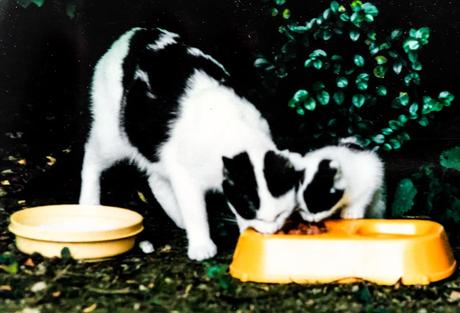 Kuriose Feiertage- 2. Januar- Katzen-Neujahr in den USA – der amerikanische Happy Mew Year for Cats Day (c) 2016 Sven Giese-1