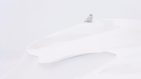 50 shades of white – Arktisfotograf Vincent Munier