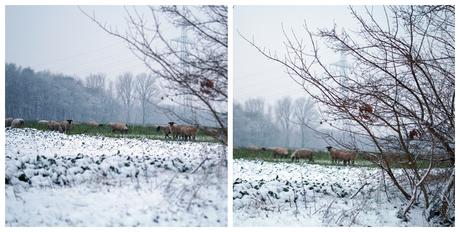 Blog + Fotografie by it's me! - Winter für einen Tag - Collage einer Schafherde und verschneitem Feld