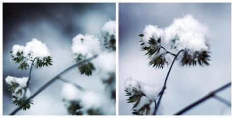 Blog + Fotografie by it's me! - Winter für einen Tag - Collage einer Schafherde und verschneitem Feld