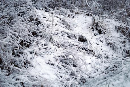 Blog + Fotografie by it's me! - Winter für einen Tag - verschneite Bodendecker