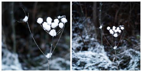 Blog + Fotografie by it's me! - Winter für einen Tag - Collage einer verschneiten Wilden Möhre